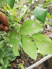 Dalbergia granadillo