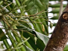 Jacquiniella teretifolia