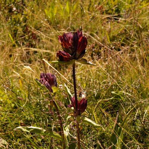 Purple Gentian (Gentiana purpurea)
