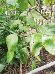 Dalbergia granadillo