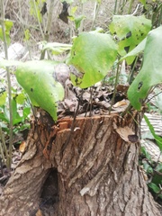 Dalbergia granadillo