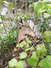 Dalbergia granadillo