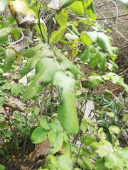 Dalbergia granadillo