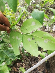 Dalbergia granadillo