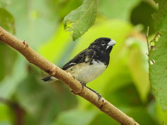 Sporophila luctuosa