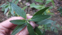 Lithospermum officinale