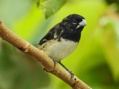 Sporophila luctuosa