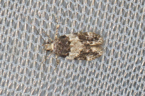 White-banded Pubitelphusa Moth photo 2