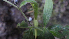 Lithospermum officinale