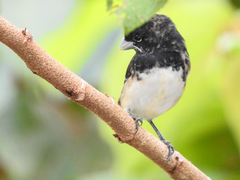 Sporophila luctuosa
