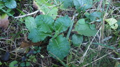 Primula vulgaris rubra