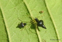 Chikunia nigra
