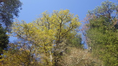 Quercus petraea iberica