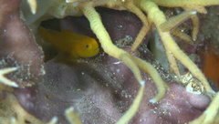 Paragobiodon xanthosoma