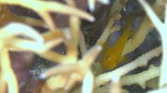 Paragobiodon xanthosoma