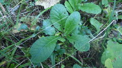 Primula vulgaris rubra