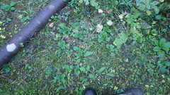 Primula vulgaris rubra