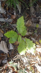 Quercus petraea iberica