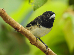 Sporophila luctuosa
