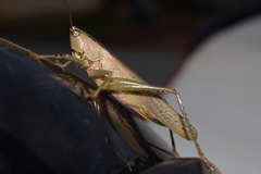 Parabucrates brevicauda