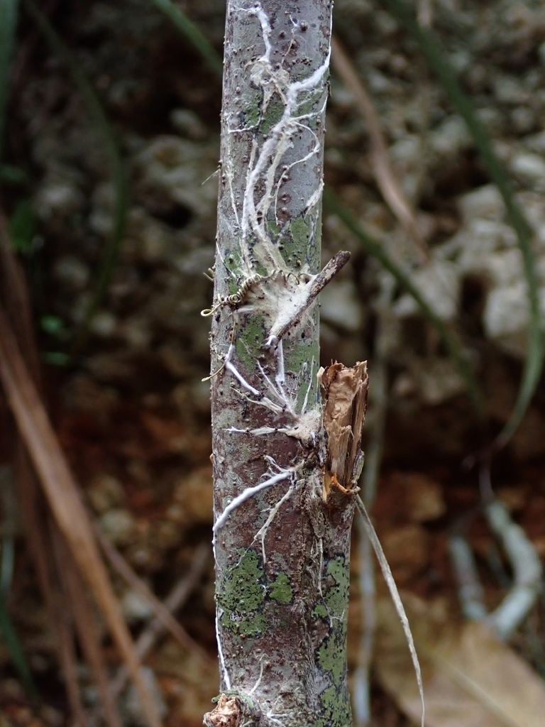 Rigidoporus sp. 'PR01'