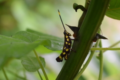 Rhopsotettix consummatus