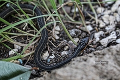 Thamnophis proximus rutiloris
