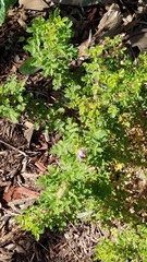 Rosa minutifolia