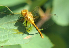 Sympetrum costiferum