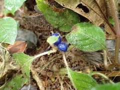 Coccocypselum hispidulum