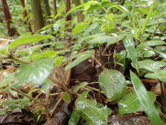 Coccocypselum hispidulum