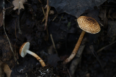 Lepiota boudieri