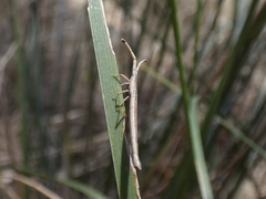 Tylocryptus egenus