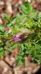 Rosa minutifolia