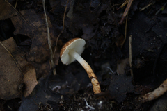 Lepiota boudieri