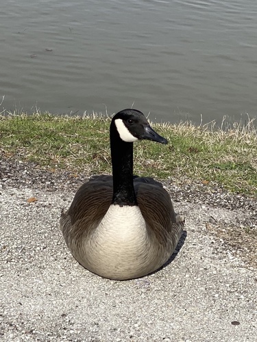 Canada Goose photographed in Texas