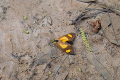Dioptinae