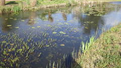 Hippuris vulgaris