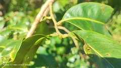 Ouratea hexasperma