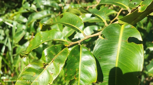 Ouratea hexasperma, photograph 1