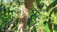 Ouratea hexasperma, photograph (c) Thomaz Ricardo Favreto Sinani, some rights reserved (CC BY)