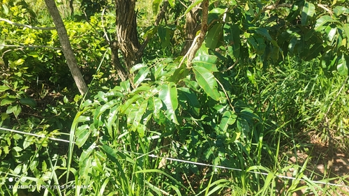 Ouratea hexasperma, photograph 4