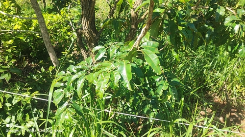 Ouratea hexasperma, photograph 5