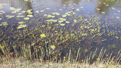 Hippuris vulgaris