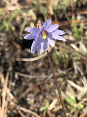 Pinguicula planifolia
