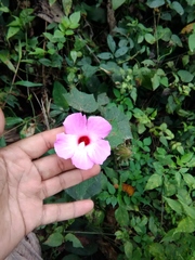 Hibiscus costatus