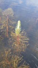Hippuris vulgaris