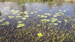Hippuris vulgaris