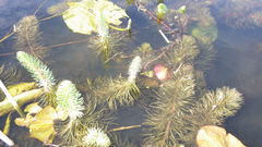 Hippuris vulgaris