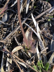 Pinguicula planifolia